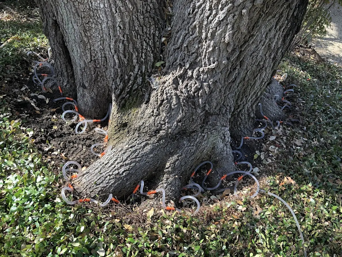 Detailed Tree Cabling and Bracing job site in Twin Valley